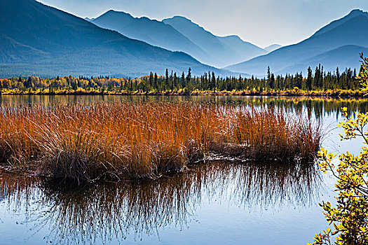 长的草,朱砂湖,与山脉背景,班夫附近,班芙国家公园,阿尔伯塔,加拿大