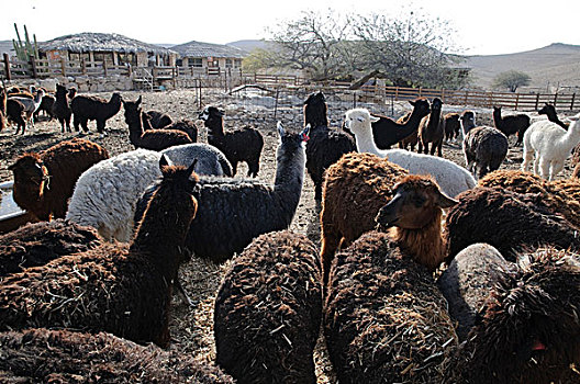 羊驼,牧群,农场,以色列