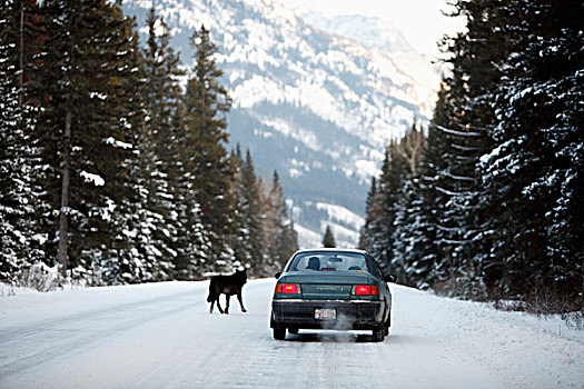 狼,走,道路,碧玉国家公园,艾伯塔省,加拿大