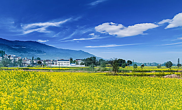 安徽省芜湖市响水涧油菜花田园乡村自然景观