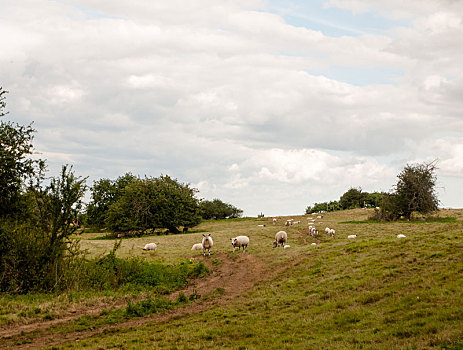 绵羊,英国,草地,山,户外,农牧