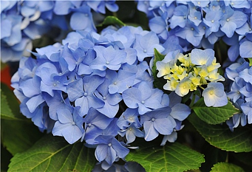 蓝色,八仙花属,绣球花