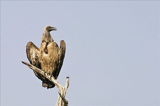 南非兀鹫,乔贝,河,乔贝国家公园,博茨瓦纳,非洲