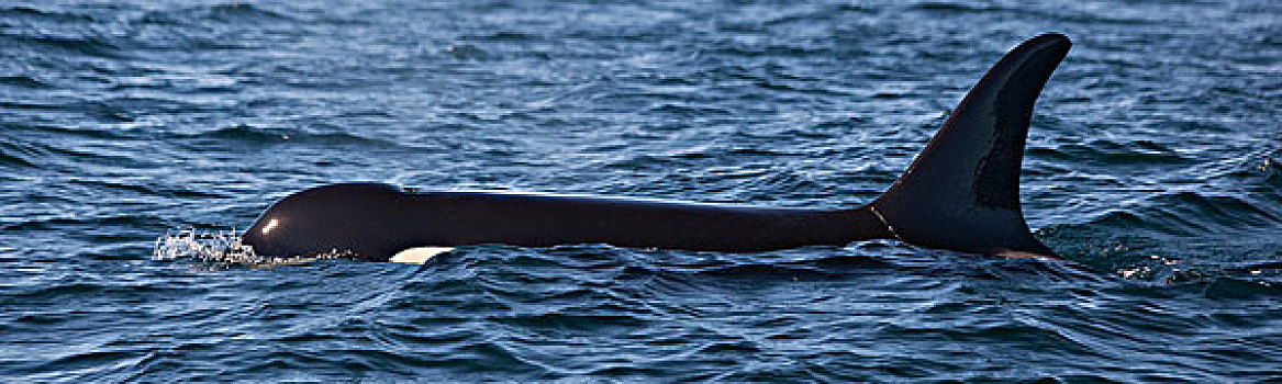 逆戟鲸,平面,展示,背鳍,声音,加拿大