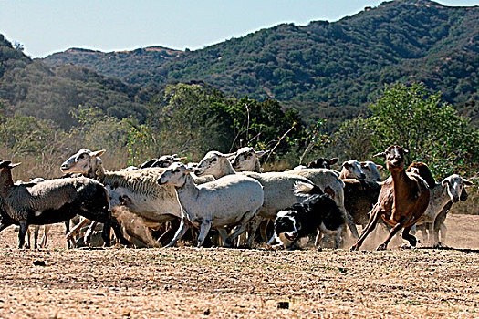牧羊犬,放牧,绵羊,小,峡谷,加利福尼亚,美国