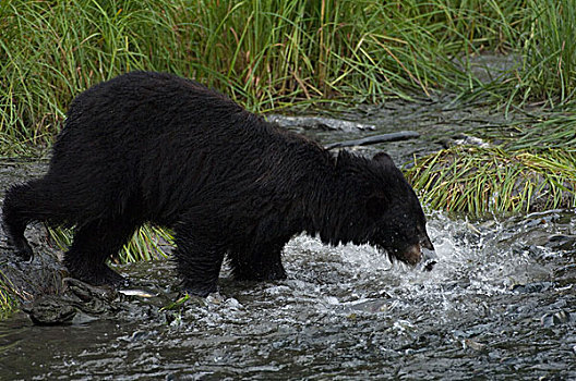 黑熊,美洲黑熊,捕鱼,粉色,三文鱼,阿拉斯加