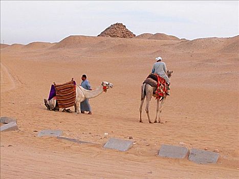 后视图,一个,男人,骑,骆驼