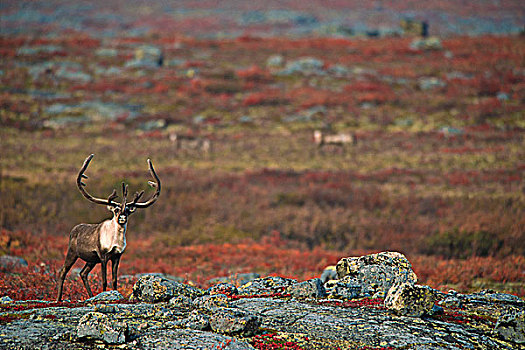 秋天,苔原,驯鹿属,靠近,白鲑,湖,加拿大西北地区,加拿大