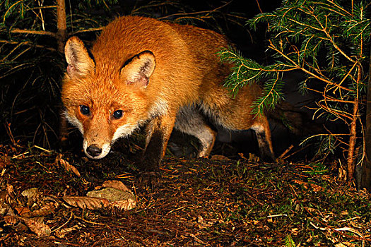红狐,狐属,猎捕,夜晚