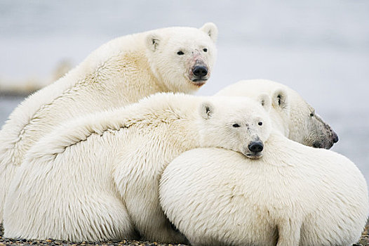 北极熊,母熊,两个,幼兽,休息,冰冻,向上,岛屿,区域,北极圈,国家野生动植物保护区,阿拉斯加