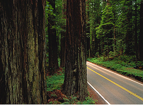 道路,红杉,州立公园,加利福尼亚,美国