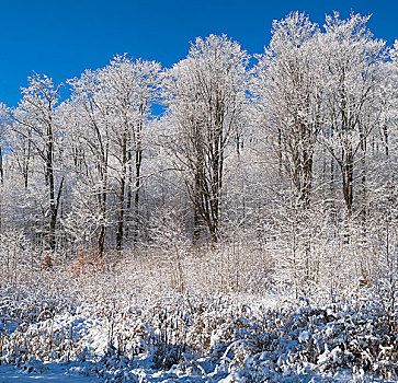 积雪,枫树,铁,山,魁北克,加拿大