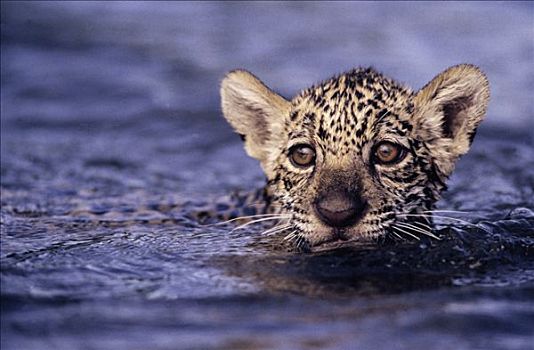 美洲虎,美洲豹,小猫,游泳,圭亚那