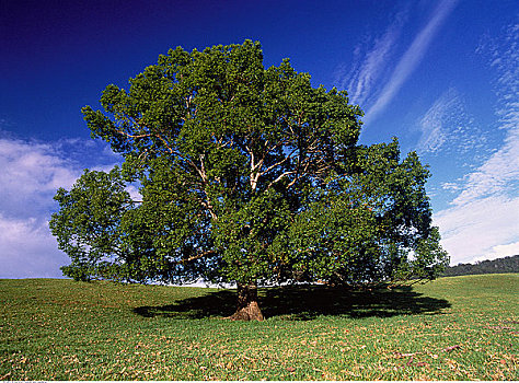 白色,桉树,靠近,新南威尔士,澳大利亚