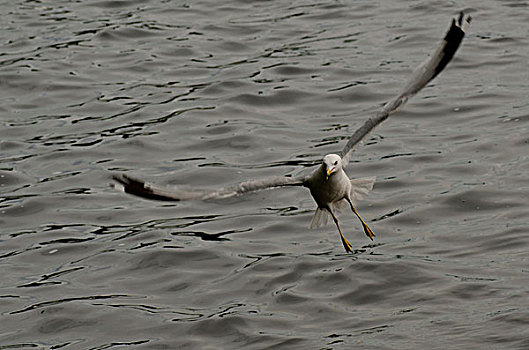 海鸥,降落,上方,湖,木头,安大略省,加拿大