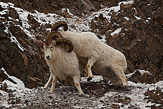 两个,野大白羊,公羊,争执,晚秋,楚加奇山,阿拉斯加