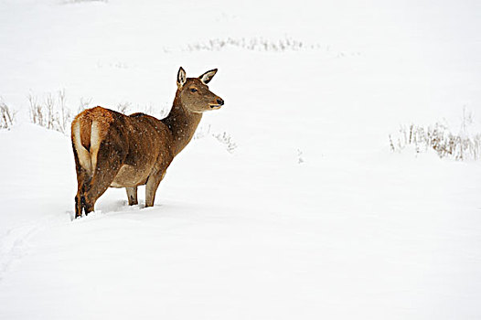 雌性,赤鹿,鹿属,鹿,冬天,巴伐利亚,德国