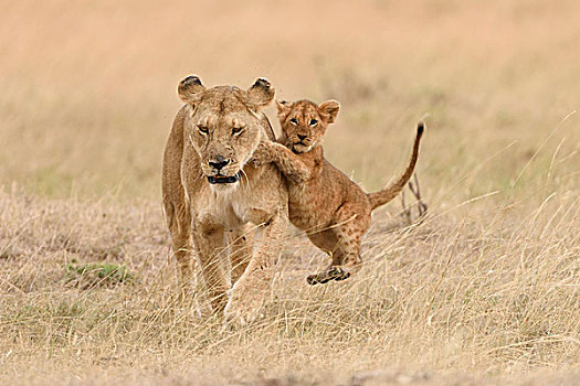 雌狮,狮子,幼兽,玩,马赛马拉国家保护区,肯尼亚,非洲