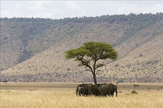 非洲象,牧群,休息,荫凉,马赛马拉,肯尼亚