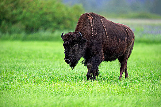 木头,野牛,成年,觅食,阿拉斯加野生动物保护中心,安克里奇,阿拉斯加,美国,北美