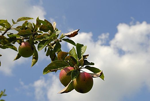 英格兰,肯特郡,特写,苹果,果园,花园