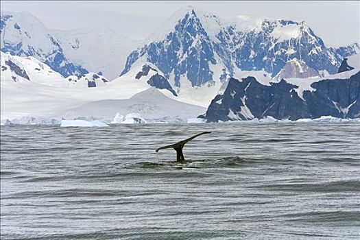 驼背鲸,大翅鲸属,鲸鱼,通道,西部,南极