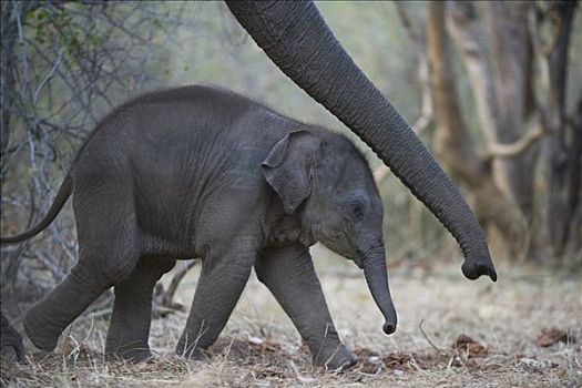 亚洲象,象属,幼兽,四个,老,仰视,伸展,母亲,训练,工作,大象,旅游,虎,追踪,印度