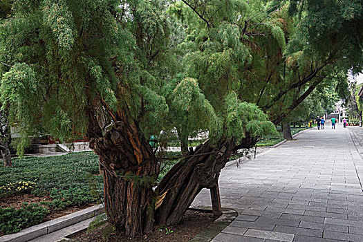 西安大雁塔景区大慈恩寺园林景观