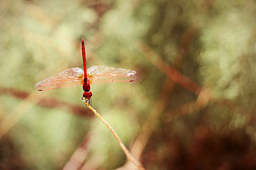 特写,红色,蜻蜓,休息,枝条