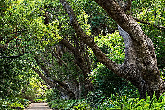 南非,樟树,道路