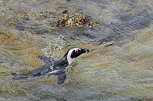 企鹅,成年,游泳,城镇,岬角半岛,南非
