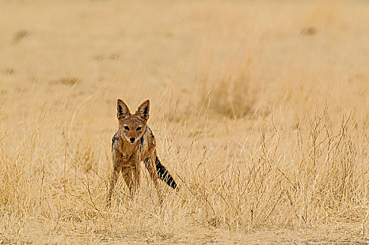 黑背狐狼,黑背豺,干草,卡拉哈里沙漠,卡拉哈迪大羚羊国家公园,南非,非洲