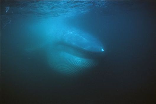 蓝鲸,喂食,褶皱,喉咙,科特兹海,墨西哥