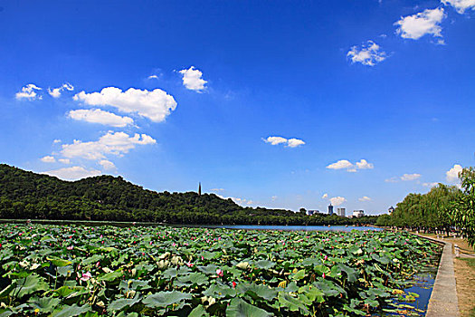 杭州西湖城市风光