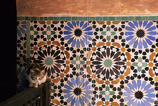 摩洛哥,玛拉喀什,陵墓,建筑,镶嵌图案,贴砖工艺,猫
