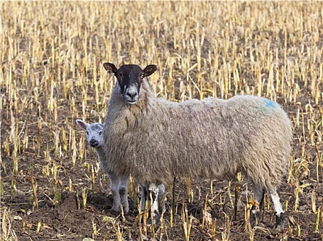 害羞,春天,羊羔,母羊