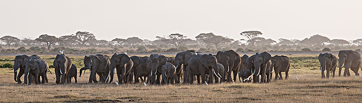 非洲大象033