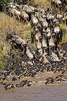 角马,穿过,河,马赛马拉,野生动植物保护区,肯尼亚