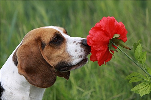 小猎犬,花