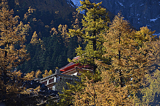 雪山秋天金黄色落叶松