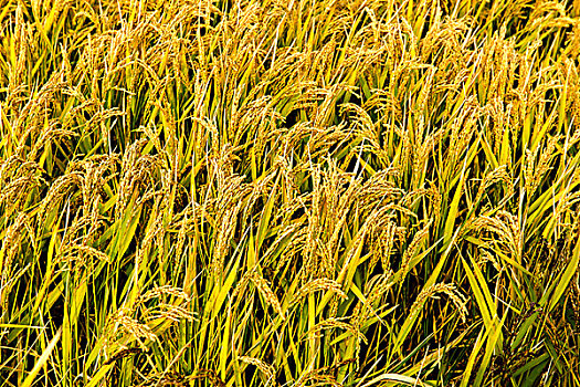 红海滩稻田