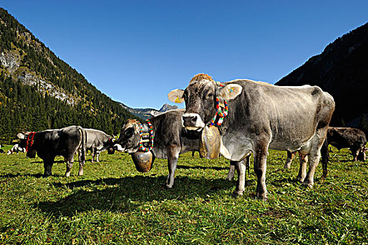装饰,母牛,哪里,牛,背影,高山,草场,山谷,提洛尔,奥地利,欧洲