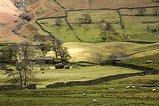 绵羊,放牧,草场,山谷,坎布里亚,英格兰