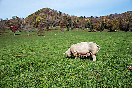 猪在草甸上