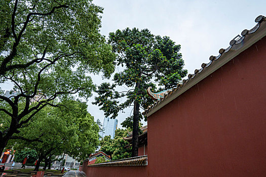 广州三月春雨中的广州图书馆和农讲所红墙绿瓦绿树