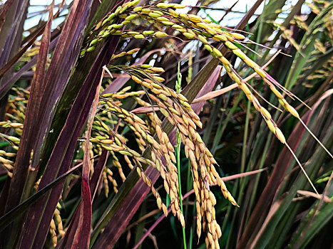 紫色稻米,田园风光