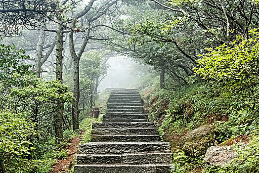 江西省九江市庐山风景景原始森林步行栈道自然景观