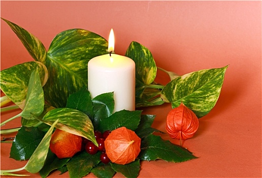 乔木,叶子,浆果,蜡烛