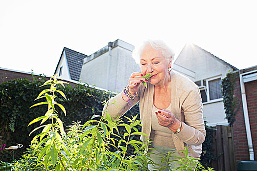 老年,女人,花园,嗅,药草