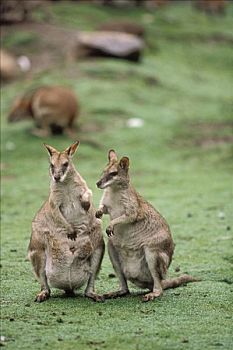 敏捷,小袋鼠,一对,澳大利亚